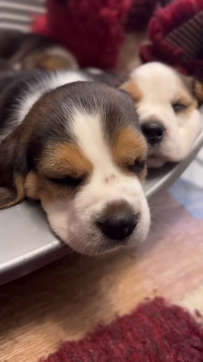 A bunch of sleeping beauties ❤️ Beagle cuteness . #beagle #beagles #beaglepuppy #sleepydog
