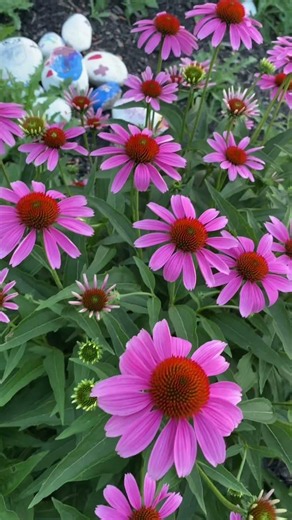 Simply Pretty Pow Wow White & Pink Coneflower