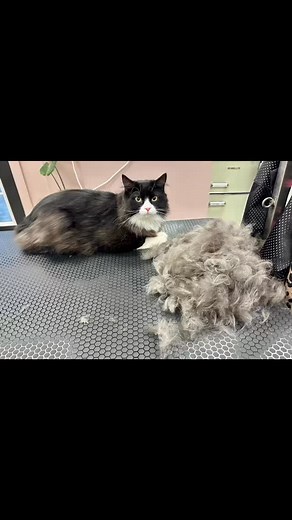 ✨ Specializing in Cat Grooming ✨ Grooming cats takes patience, understanding, and a gentle touch — and that’s exactly what we love to provide! 🐾💛 We specialize in cat grooming, focusing on making every kitty feel calm, safe, and cared for throughout their visit. From soothing handling to quiet grooming techniques, your feline friend is always in expert hands. Because a clean, happy cat is a comfortable cat! 😺✂️🫶 Book with Amanda our cat grooming guru. Link in bio #CatGroomingSpecialist #Gent