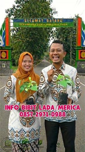 Bibit Lada/Merica Super! Cepat Tumbuh & Mudah Dirawat #shorts