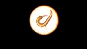 Florida Tech worm meeting to celebrate eyeless, millimeter-long research creatures