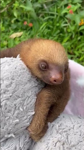 NEW ARRIVAL: Musi, the two-fingered sloth