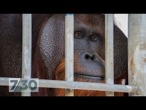 For six years, this orangutan lived in a tiny cage. Now he's nearly free | 7.30