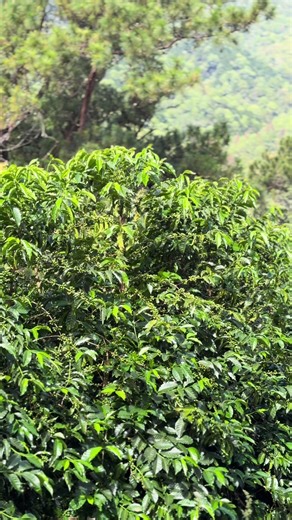 Las notas icónicas —jasmine explosivo, bergamota, té blanco— aparecen cuando las plantas se estresan moderadamente por frío, especialmente entre 13–17 °C durante la fase de llenado de grano. #Gesha #GeshaVariety #SpecialtyCoffee #CoffeeScience #TerroirMatters