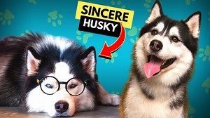 How To Train A Husky Puppy - Raising A Husky Puppy