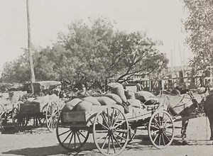 The Rich History of the San Saba Pecan