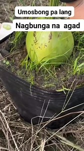 Umosbong pa lang nagbunga na agad. #fypviralシ #fypシ゚ #amasing #viewers #everyoneシ゚ | Rose Ramos Arboleda