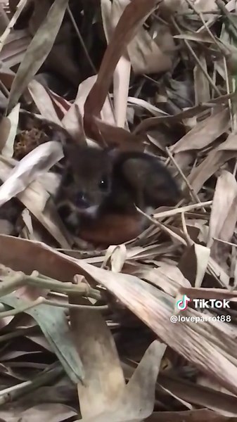 Discover the Adorable Mouse-Deer: Nature's Unique Blend