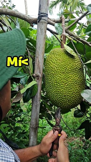 😲 Chờ mãi cuối cùng trái mít này cũng chín #shorts #vxgarden