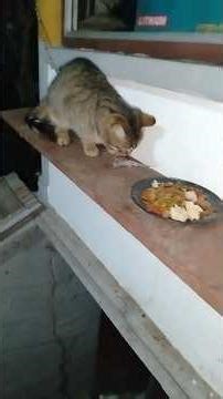 Mačor uhvatio miša za večeru #macky #catvideos #cat #catshorts #naturefood #insects #animals #мачка