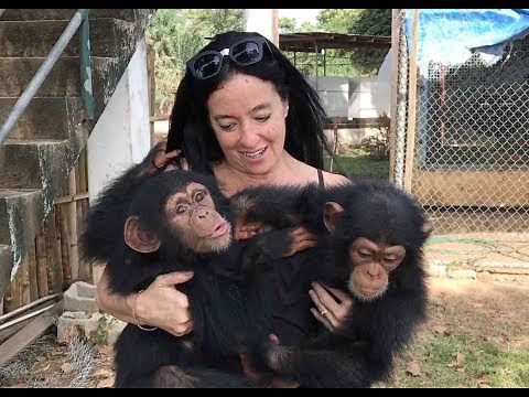 Orphaned Baby Chimps Find Refuge