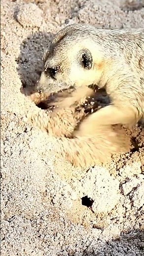3 Amazing Facts About Meerkats | Discover the Secrets of These Fascinating Social Animals!