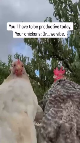 Watch this chicken bust out its best dance moves