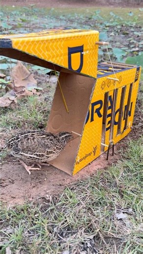 Really Best Quick Bird Trap Using Cardboard Box #shorts