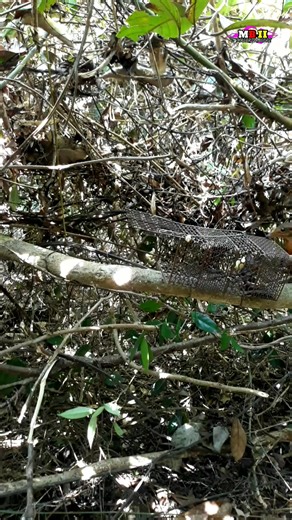 kenak | Masbri Masbri