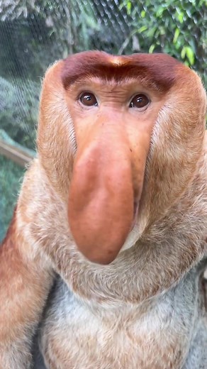 Monkey Acting Like a Duck: Funny Animal Clip