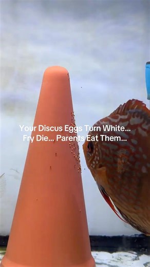 Discus Reproduction & Fry Mastery #discus #fish #breeding #project #article #aquarium #tank