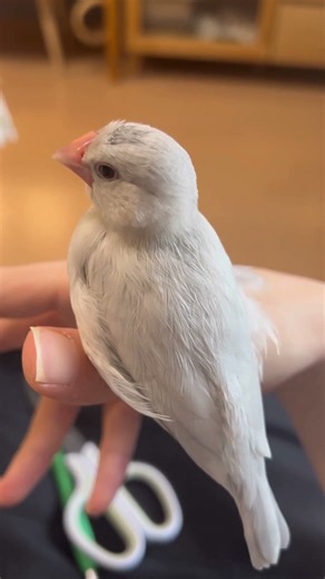 どんどん眠くなる文鳥ねむちゃん #bird #文鳥 #癒し #文鳥雛
