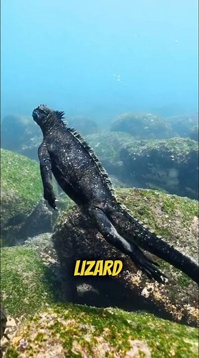 The Only Lizard That Swims in the Ocean 🌊🦎