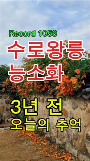 김해 수로왕릉 능소화🌺 3년 전 오늘, 아름다운 여름 풍경