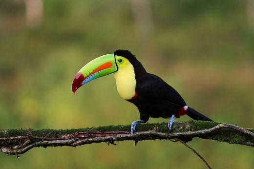 Toucan Symbolism
