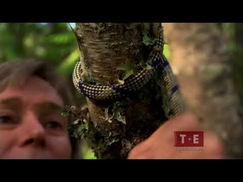 Austin Stevens Adventures- Grizzly Bears