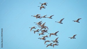 Flock birds floating in air flapping its wings. Flying swans in sky. Slow motion. Geese birds fly in flock, blue sky background