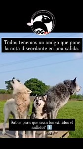 🐶Canis familiaris y canis lupus, perro y lobo respectivamente. Como su denominación científica señala, ambas especies comparten familia, a la que también pertenecen los chacales, los coyotes o los dingos. 🐾La investigadora Fanni Lehoczki inició un estudio sobre el origen y las causas de los aullidos teniendo en cuenta, en primer lugar, que la domesticación cambia drásticamente el comportamiento, en particular la comunicación. 🐾El hallazgo principal fue que aquellas razas que están genéticamen