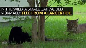 589K views · 4.7K shares | These fierce felines are no scaredy cats. Watch them take on predators several times their size. | National Geographic Animals | Facebook