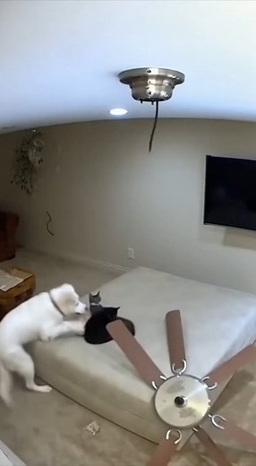 34K views · 285 reactions | Dog reacts fast when the ceiling fan falls | Naturee | Facebook