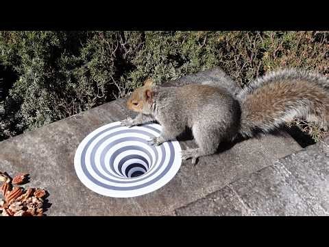 Squirrels' reactions to sinkhole optical illusion