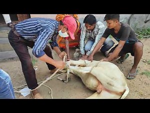 Restraining Animal for Aseptic Sterilization ( Castration) Bull#Using Burdizzo Castrator