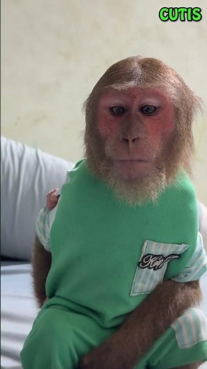 OMG! CUTIS and Baby Monkey Discover Yen Nhi in Critical Stomach Pain #cutis #monkey #cute #animals