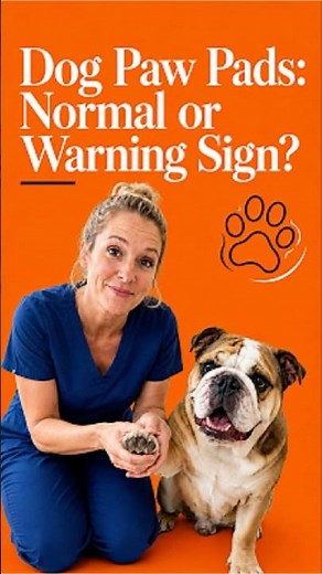 Dog Paw Pads: Normal or Warning Sign?