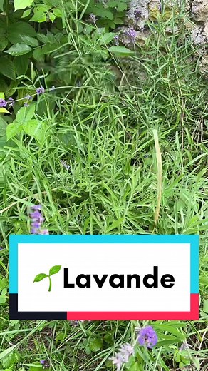 Comment Bouturer la Lavande Étape par Étape ?