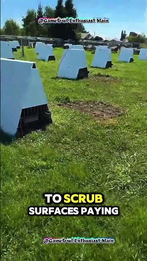 My Life with Chickens: Feeding, Coop Setup, and Daily Care Routine!