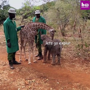 2.5M views · 1.5K reactions | Just a cheeky baby elephant trying to make friends with a baby giraffe  | UNILAD | Facebook