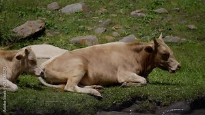 Two cows laying down in a grassy field