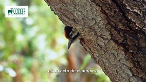 Somos el Comité Nacional Pro Defensa de la Flora y Fauna (CODEFF), una organización sin fines de lucro comprometida con la protección de nuestro planeta 🌳💚. Junto a nuestros voluntarios y voluntarias, trabajamos en distintas partes de nuestro país para hacer de este un lugar más sostenible y armonioso con la naturaleza. 🔹 ¡Tú también puedes ser parte del cambio! 🔹 Con tu ayuda, juntos y juntas podemos marcar la diferencia. 🔹 ¿Te animas a sumarte? 💪 | Codeff