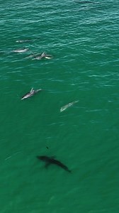 41K views · 996 reactions | This is a large pod of bottle nose dolphins and a total of 11 white sharks. Can't get the whole scene in a vertical crop, but it's a pretty amazing scene! | The Malibu Artist | Facebook