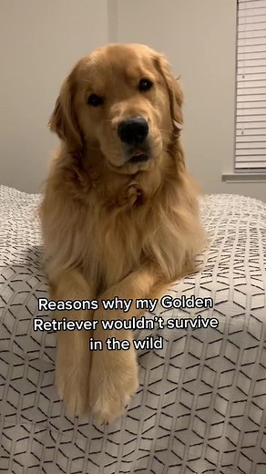 1M views · 10K reactions | The definition of spoiled  #goldenretrievers #dogsrule #goldenretrieverlove #retrieveroftheday #bestwoof #goldens #gloriousgoldens #goldenretrieverworld #goldenretrieverpuppy #goldenretriever #weeklyfluff #goldenpuppy #dailypuppy #pupflix #welovegoldens #buzzfeedanimals #cutestgoldens | Kenzo The Golden | Facebook