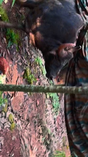 Emcee Swara Naik 🗣️🎤 | Panic. Chaos. Prayers. A 3-year-old bison trapped in a septic tank… and a race against time. Salute to the Forest Department for saving a... | Instagram