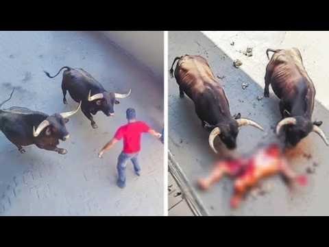 99 Most BRUTAL ANIMAL ATTACKS Caught on Camera #02