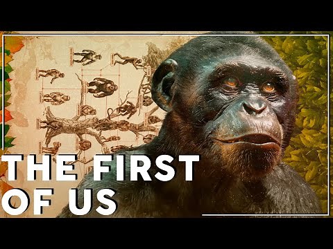 Who was the last link between chimpanzees and humans?