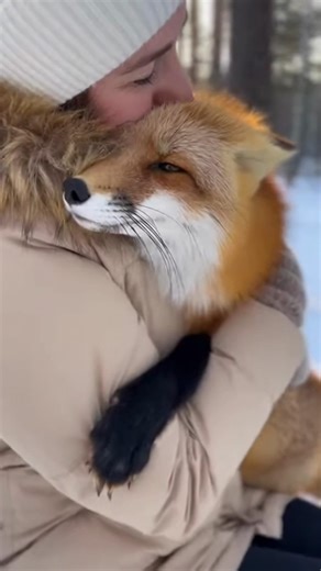 A Wild Animal’s Friendship Never Changed.v3.#short