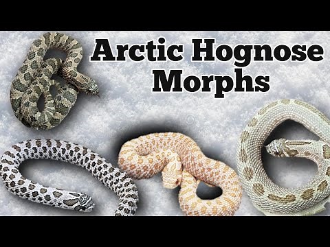 The Arctic Morph and Gene Combinations in Hognose Snakes