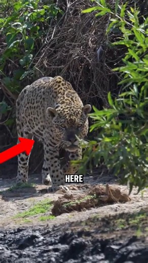 Top 5 Most Iconic Forest Animals😱