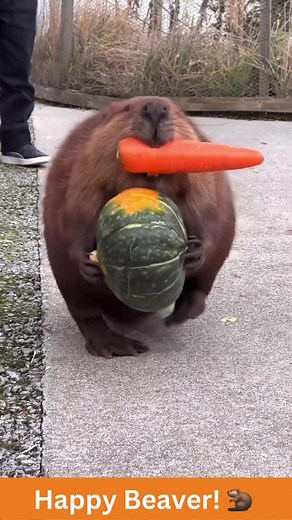 Happy Beaver! #beaver #hungry #farmersmarket #happyhappyhappy #animallove #lol #animals #funnypets #pet #nature #cute #funnyanimals #adorable #pets #animal #cutepetclub #fyp#adorableanimals #familyfriendly #socute #animalvideosforkids #kidfriendly #foryoupage #cuteanimals #cutepet #funnymemes #animalmemes #amusinganimals #trending #viral #kidfriendlycontent #animaltok
