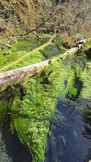 Lush Moss, Aquatic Vegetation Flourishing in Crystal Clear Glacial Waters of The Hoh Rainforest