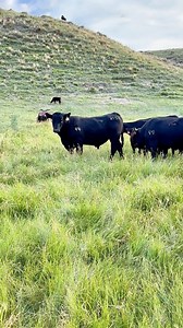 In 2024, 44 Farms and Prime Pursuits traveled across the U.S., connecting with ranchers who share our passion for raising exceptional cattle. This video captures the heart of what we do - building relationships, honoring the land, and striving for excellence every step of the way. Thank you to every rancher we visited this year. Together, we’re shaping the future of beef! . • #44Farms #PrimePursuits #CattleCall #FaithAndFamily #RanchLife #LegacyOfExcellence #AllNaturalBeef #Building The Future |